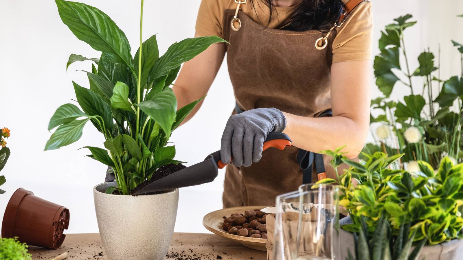 Indoor Gardening Guide: Master Repotting Plants for Lush, Thriving Greenery