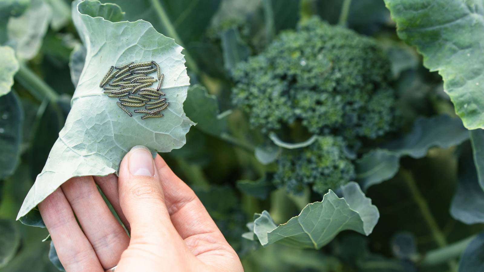 3 Ways to Prevent Bugs From Eating Your Broccoli Plants
