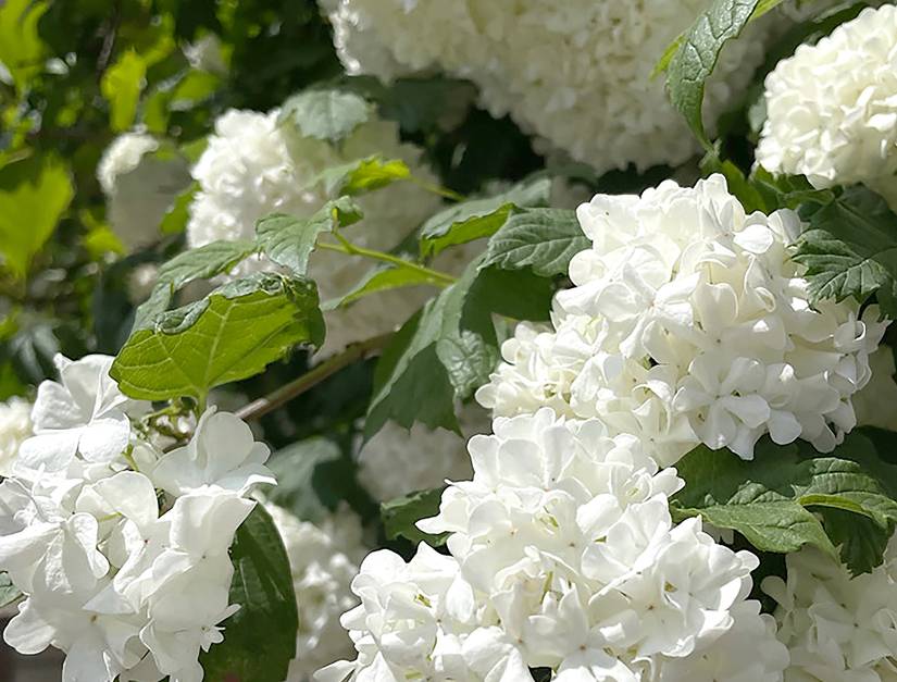 7 Hydrangea Varieties That Bloom in Fall