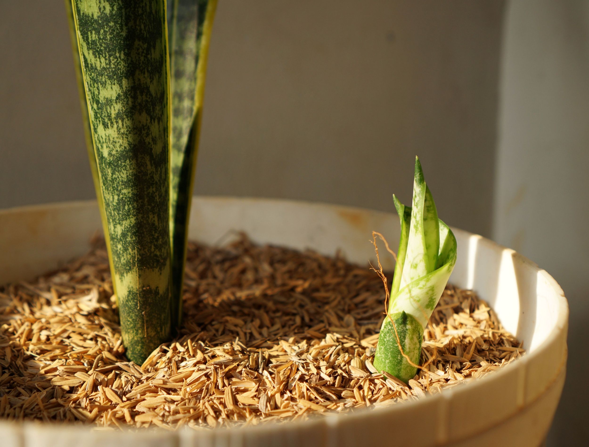 Should Your Remove Snake Plant Pups?