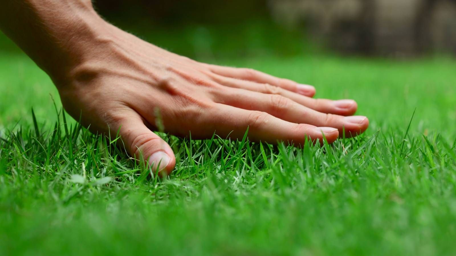 Healthy Lawn Full Website (Copy, 234 selected)