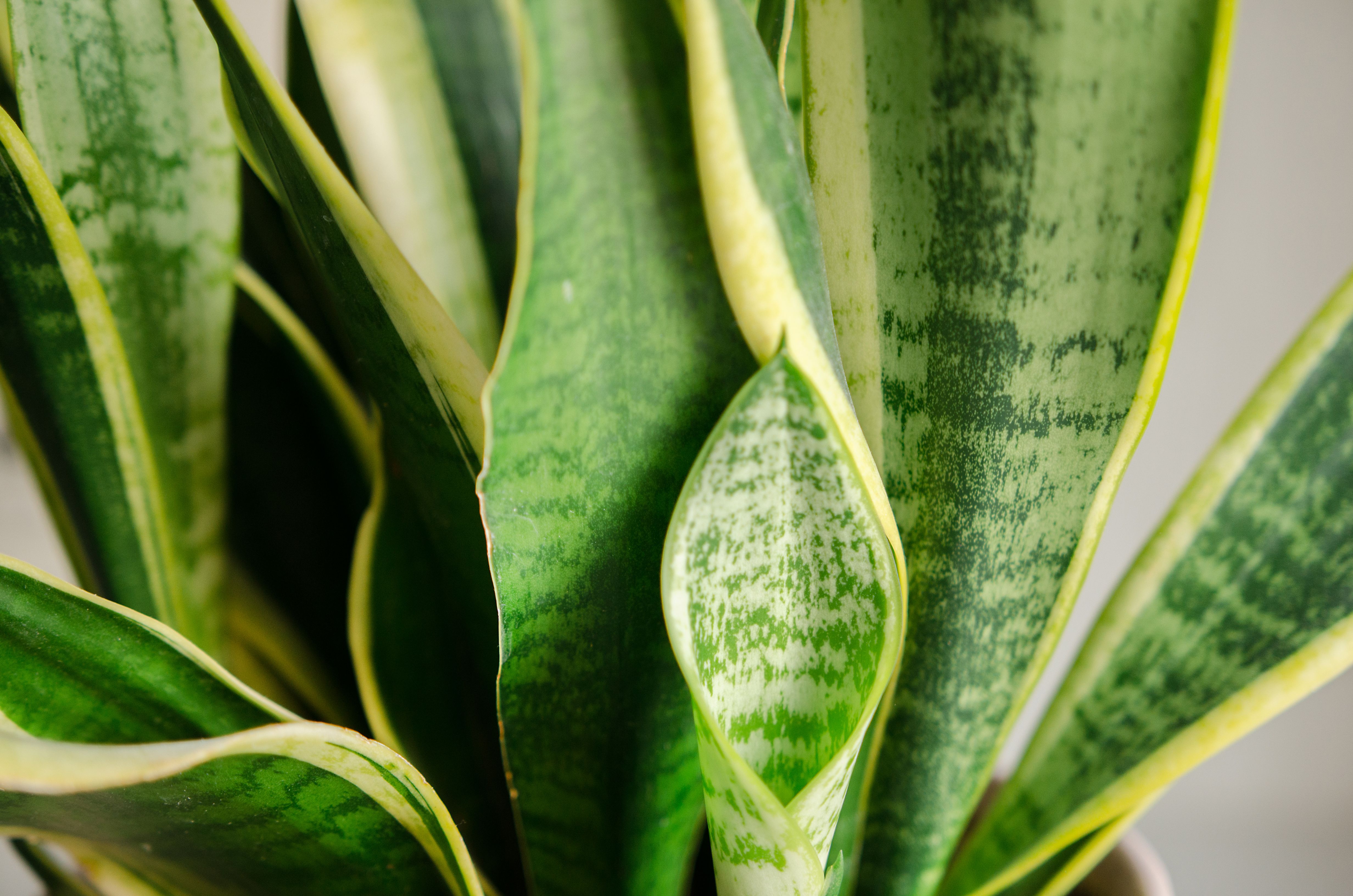 Why Your Snake Plant Leaves Are Curling