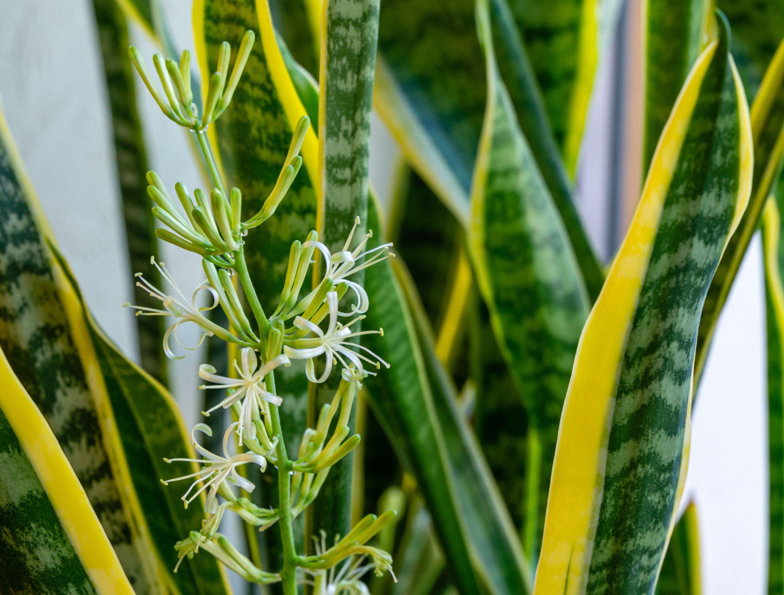 How to Get Your Snake Plant to Bloom