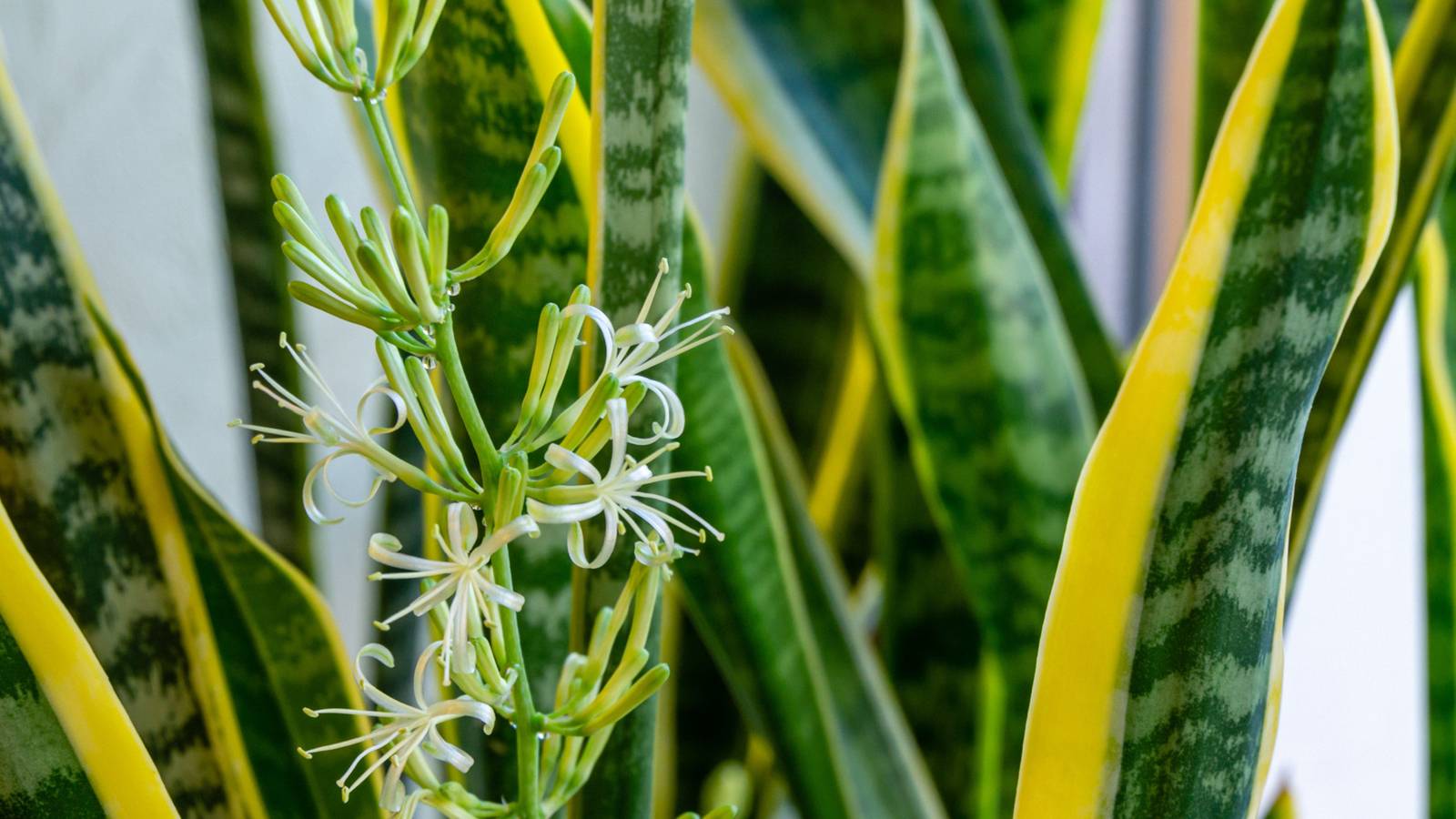 How to Get Your Snake Plant to Bloom