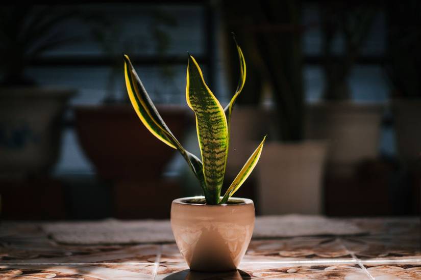 How To Fertilize Your Snake Plant