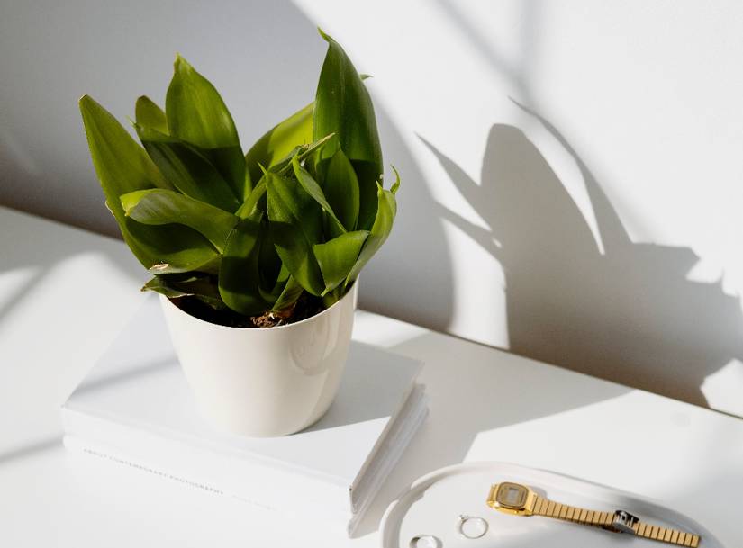 How to Divide Snake Plants