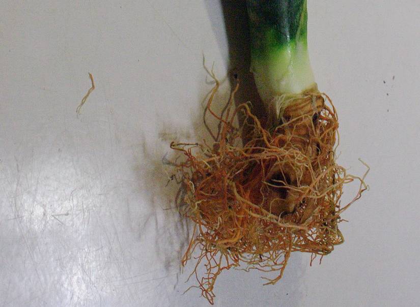 Root Insect Snake How to Divide Snake Plants