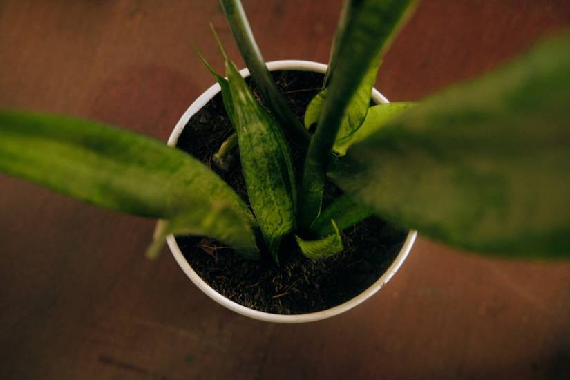 How to Fix Root Rot on Your Snake Plant