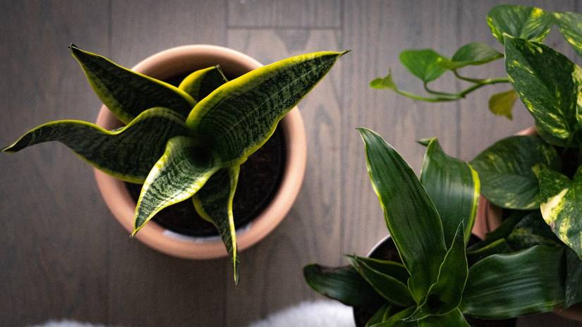 How to Fix Root Rot on Your Snake Plant