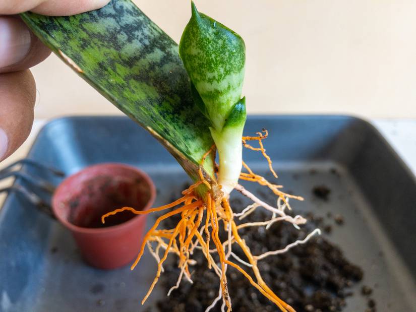 How to Propagate a Snake Plant
