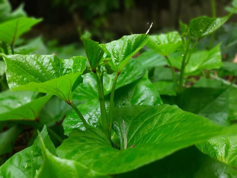 Are Sweet Potato Plant Leaves Edible?
