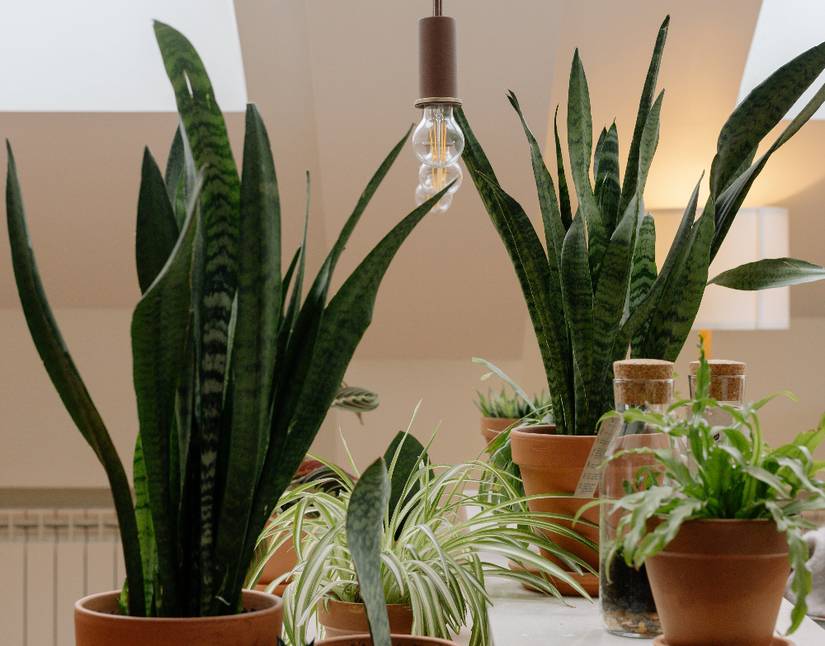 spiny succulent nyt Rhipsalis Hatiora Salicornioides, String of Pearls, Donkey Tail main image 1