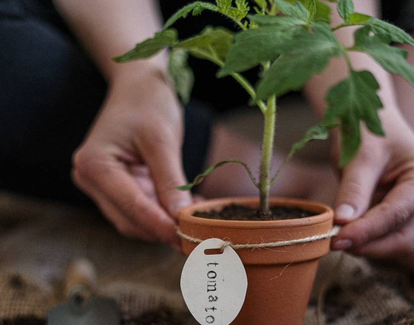5 Ways to Protect Your Tomato Plants from the Cold