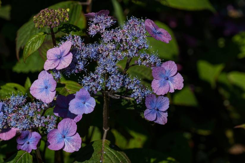 Fall Hydrange 7 Hydrangea Varieties That Bloom in Fall