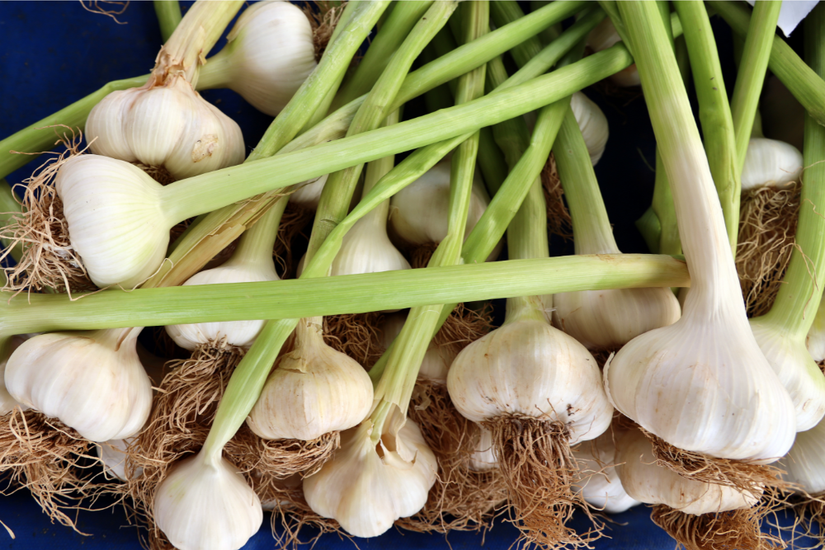 5 Tips For Harvesting Garlic