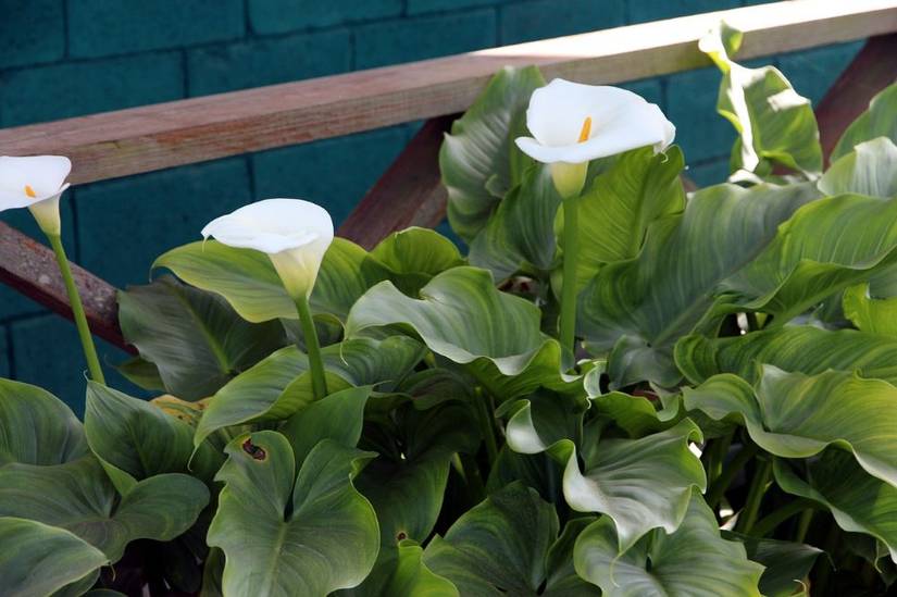 How To Get Your Calla Lily To Flower
