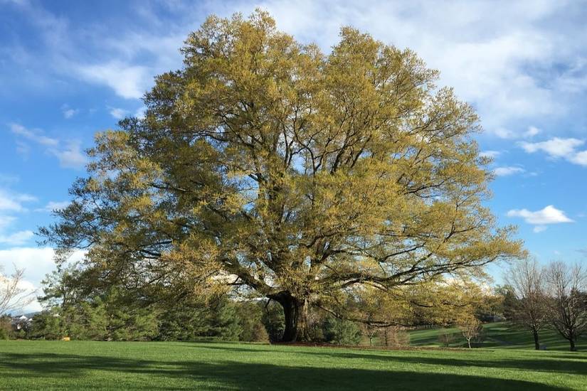 4 Trees That Increase Your Property Value