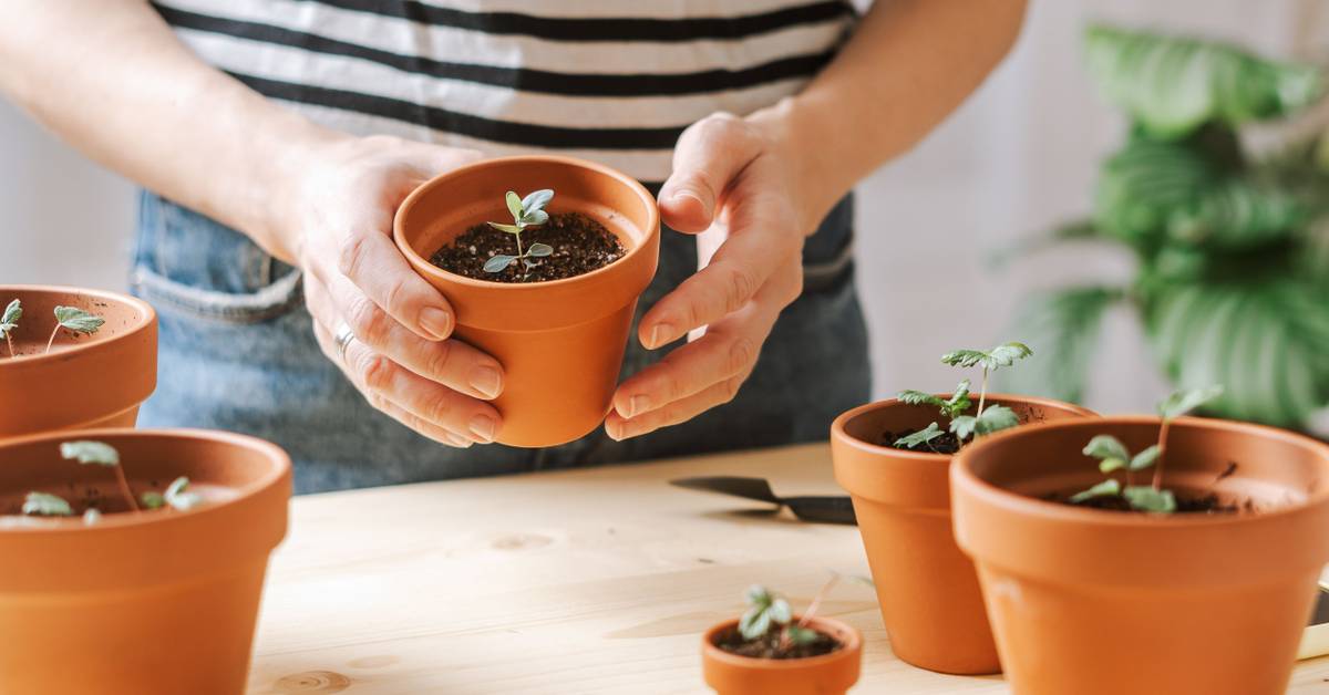 How Often To Water Indoor Eucalyptus