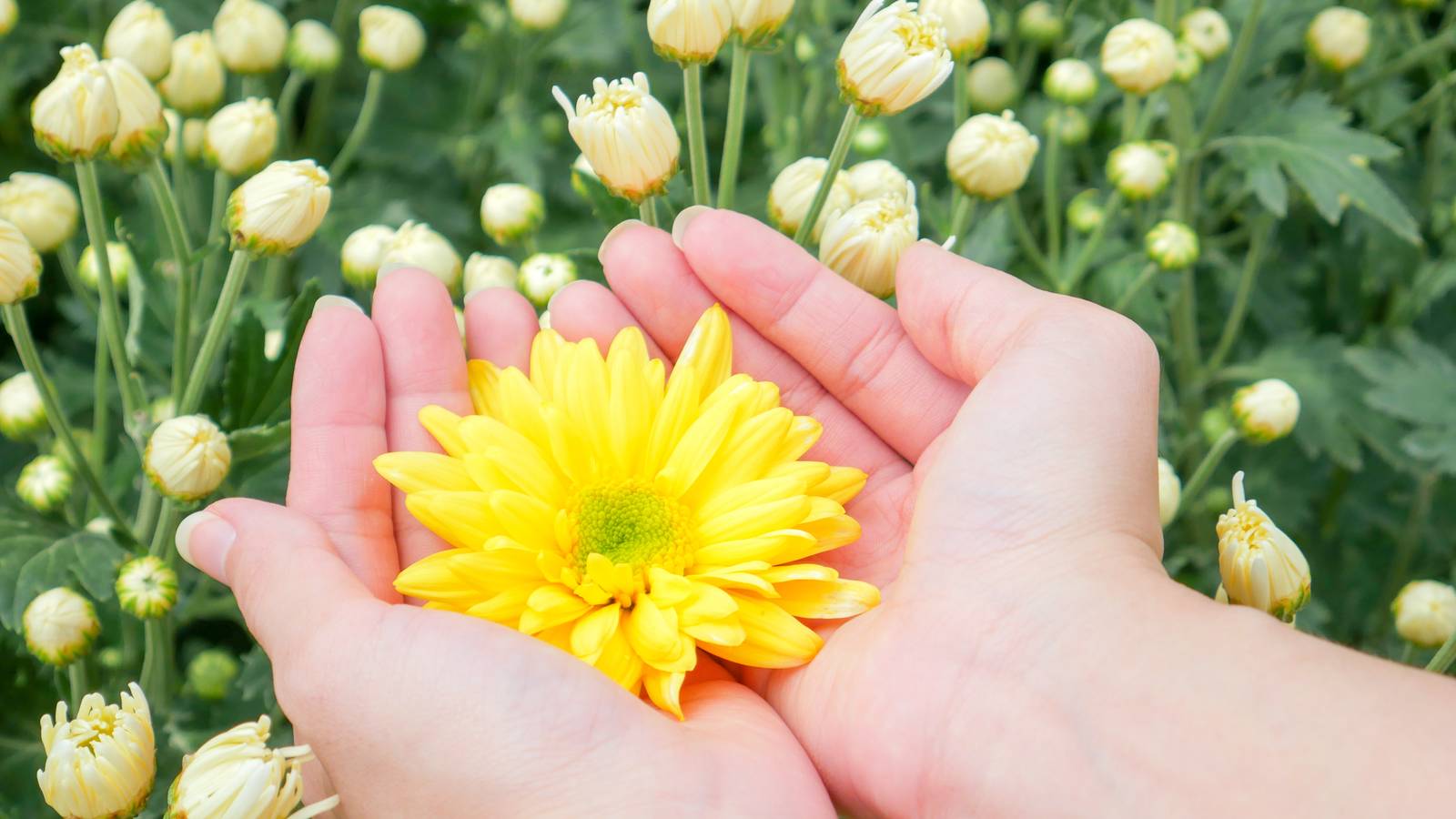 How Long Do Mums Bloom?