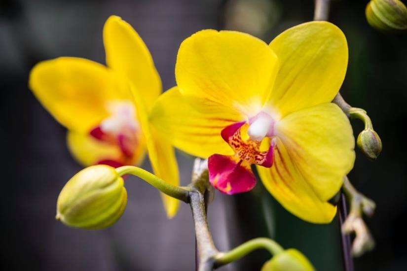 7 Orchid Flower Colors To Brighten Your Home