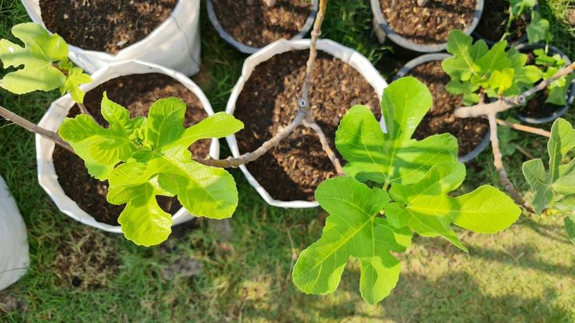 Container Fig 5 Tips For Growing a Fig Tree in a Pot