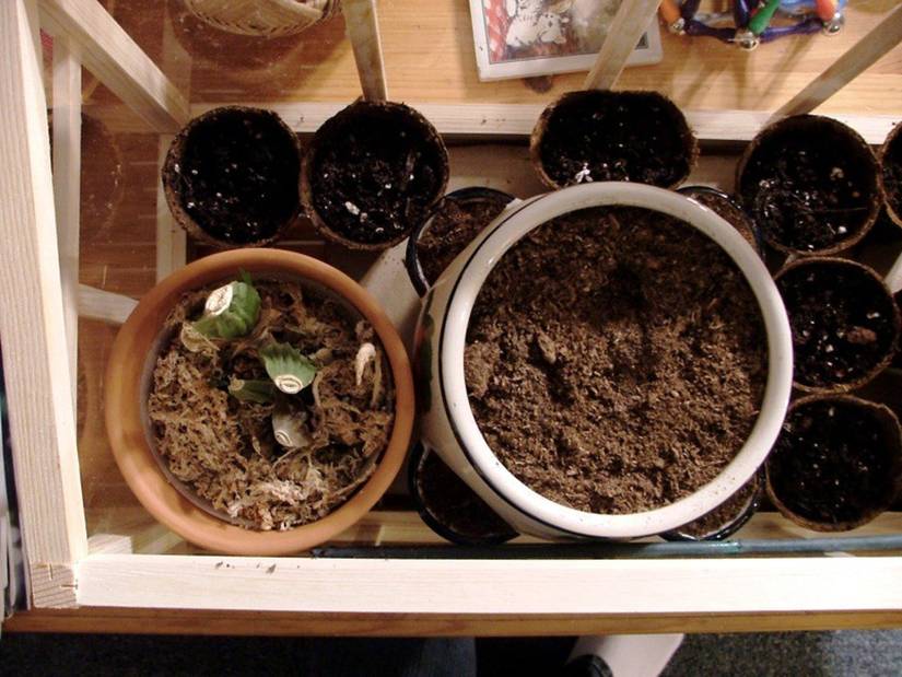 Grow Strawberries Indoors With These Top Tips
