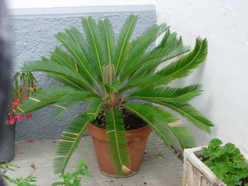 godzilla plant Syngonium Godzilla main image 0