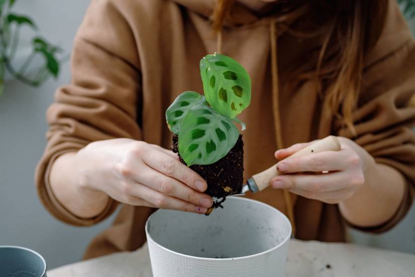 succulent live plants Buy Top 3 succulent plants Pack online from Nurserylive at lowest price