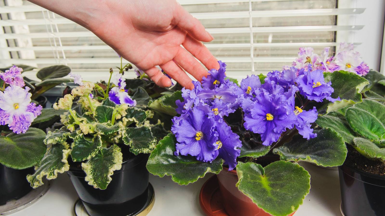 Everything You Should Know About Fertilizing African Violets