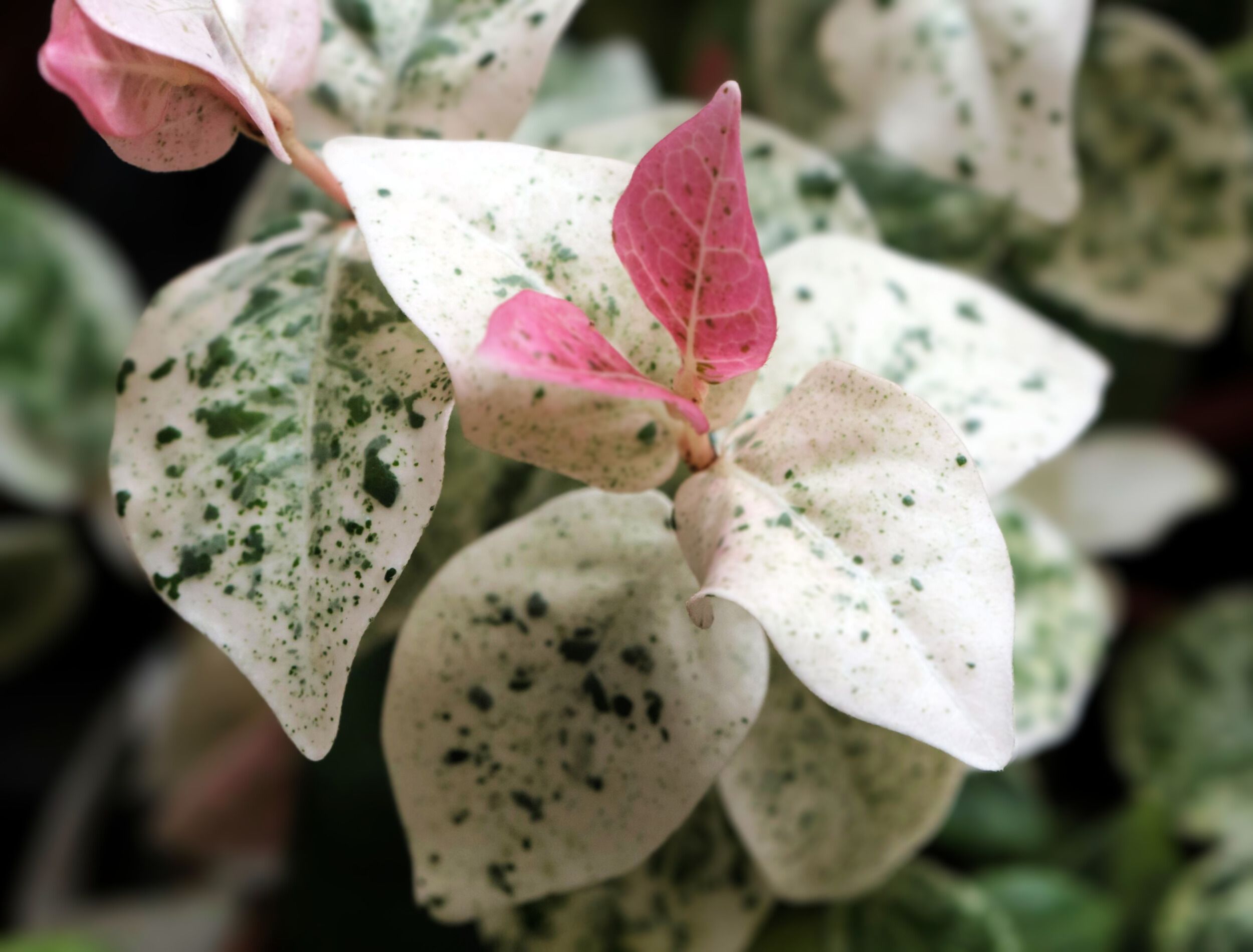 ♧Jasmine♧ページ　SCO-354/CD Asiatic Jasmine: Top Grow and Care Tips