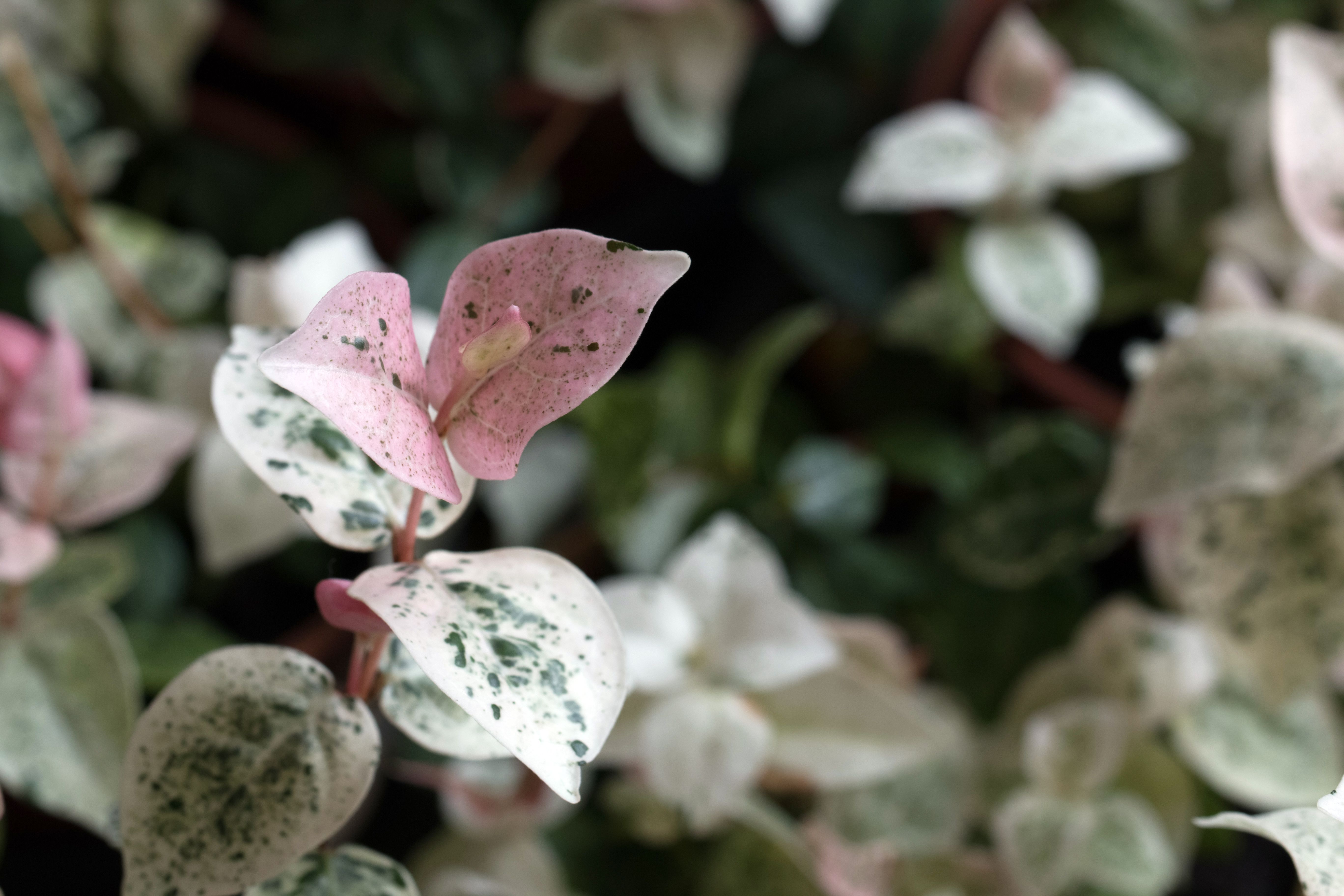 Asiatic Jasmine: Top Grow and Care Tips Asiatic Jasmine: Top Grow and Care Tips