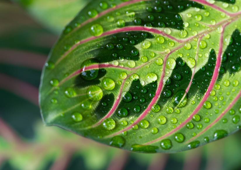 Why Your Prayer Plant Leaf Tips Are Brown