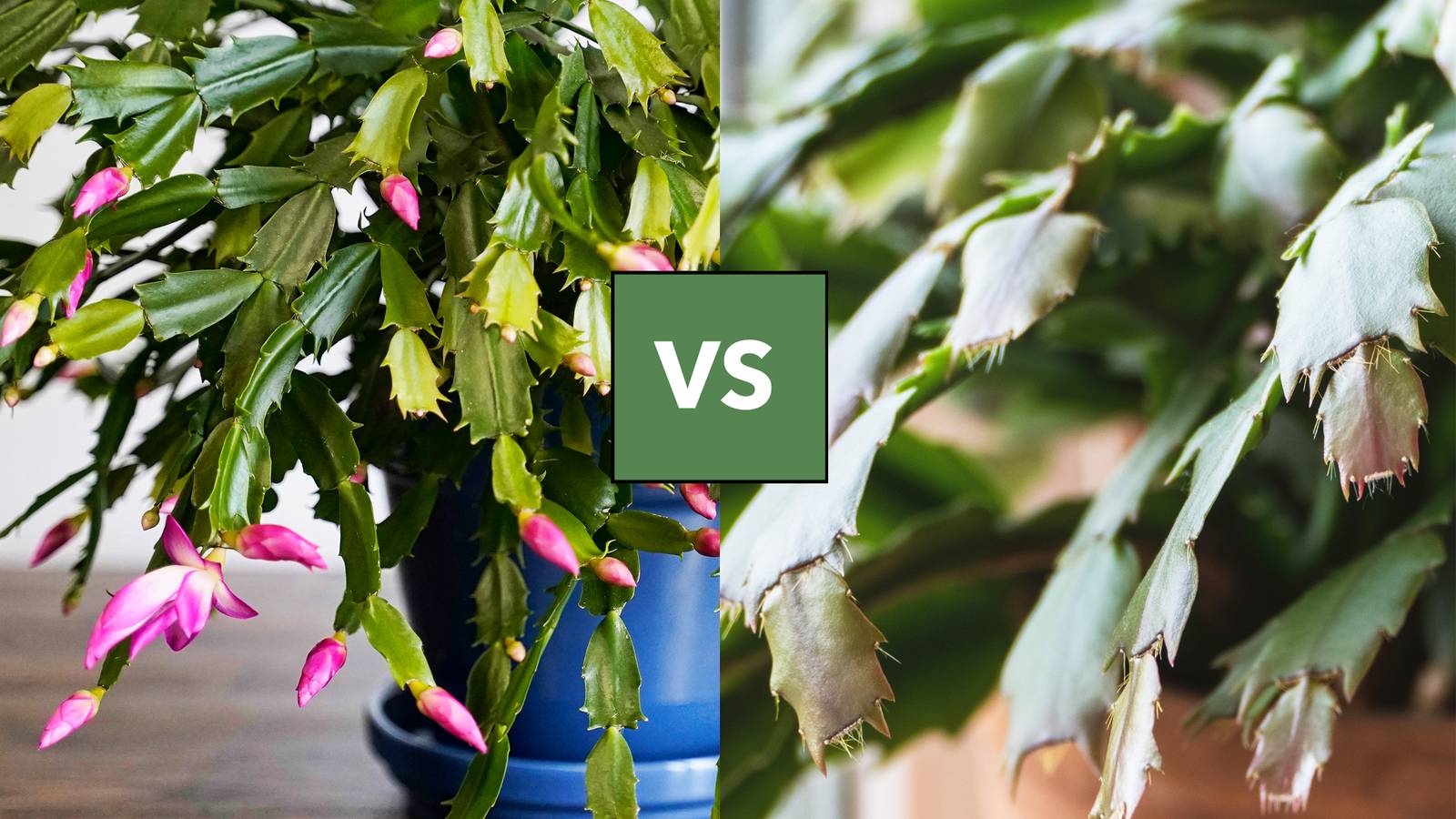 7 Reasons Your Thanksgiving Cactus Is Not Blooming