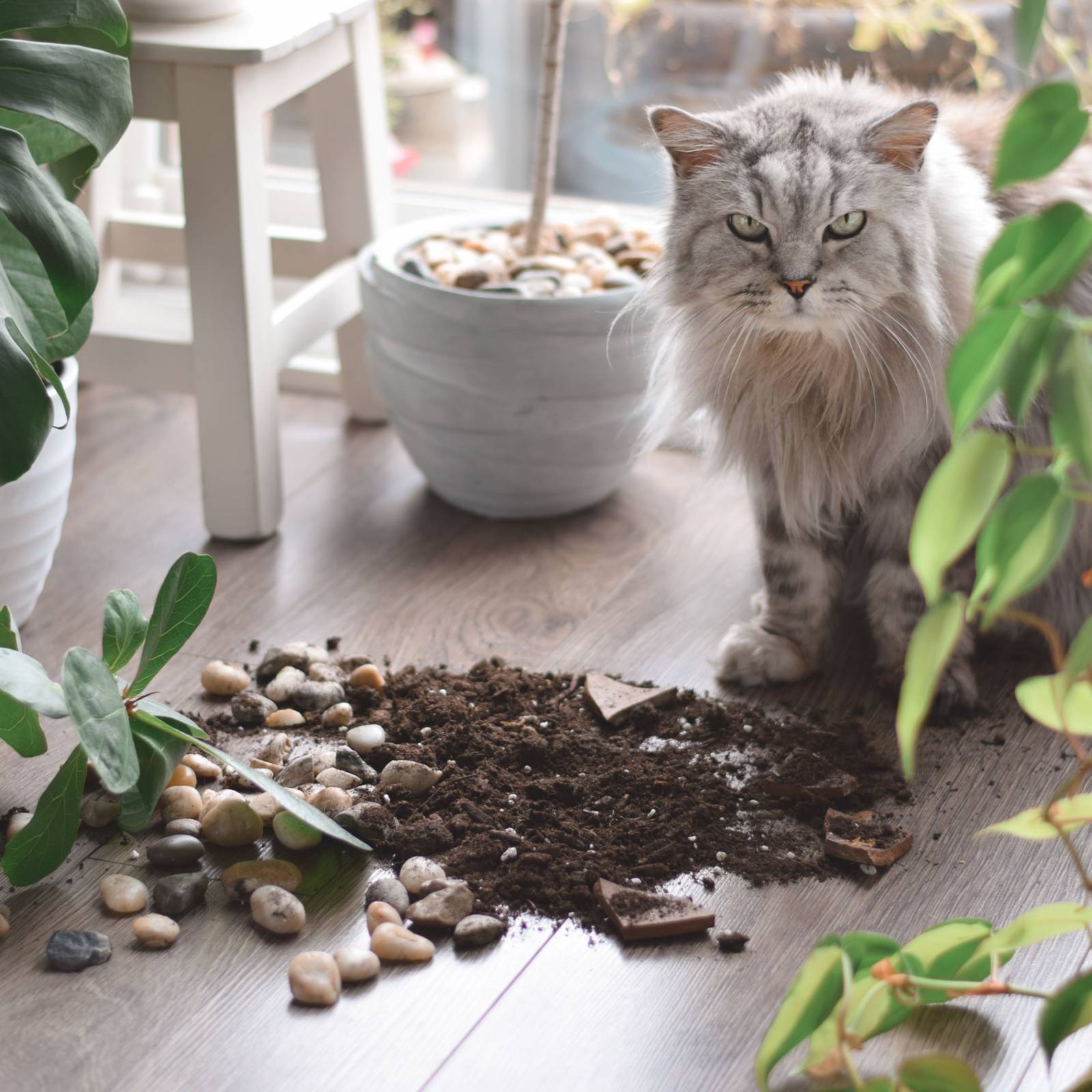 Your Cat How Do I Stop My Cat From Eating My Plants Is Your Cat Munching