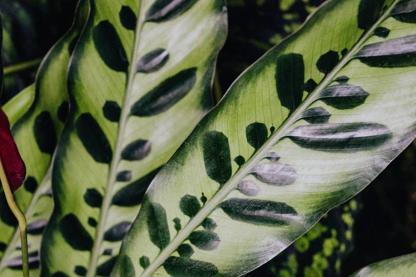 Rattlesnake Plant: How to Care For Your Tropical Houseplant