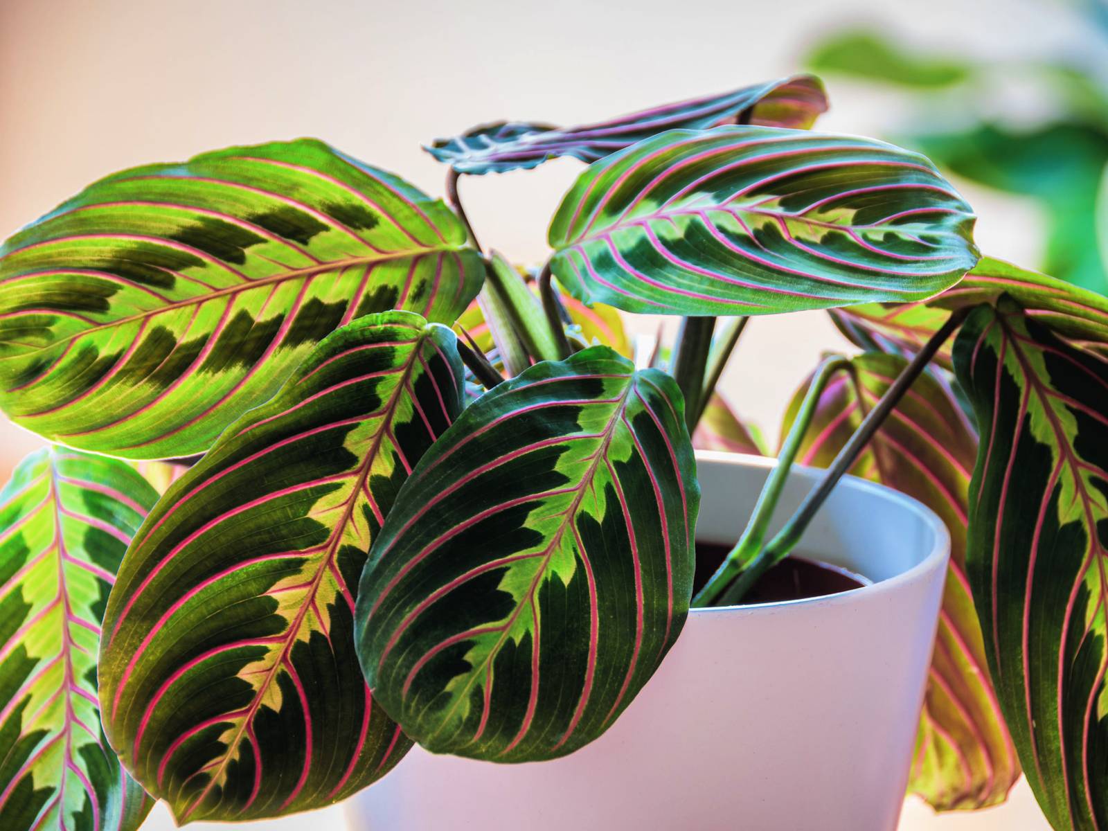 philodendron 'shangri la Philodendron Shangri La Plant – Buy Now! – Ladybird Nursery main image 0
