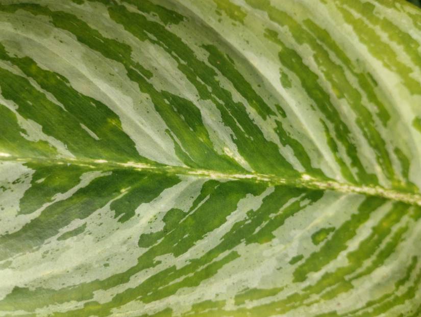 philodendron brasil Philodendron 'Brasil' – ECOVIBE