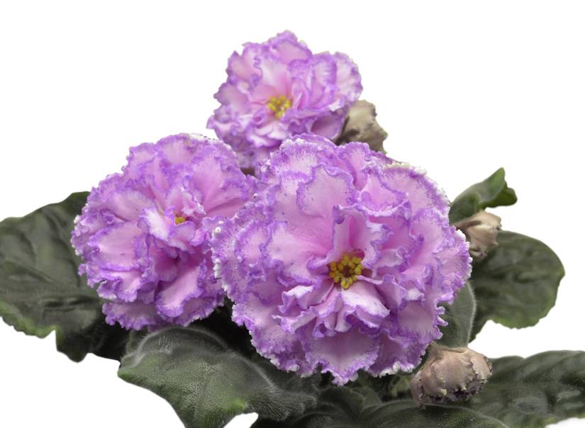 6 Types of African Violets That Will Brighten Your Home