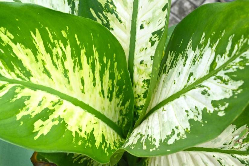 Dieffenbachia Houseplant Guide: Caring for Your Dumb Cane