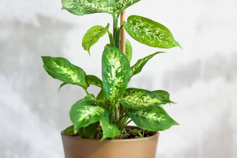 Dieffenbachia Houseplant Guide: Caring for Your Dumb Cane