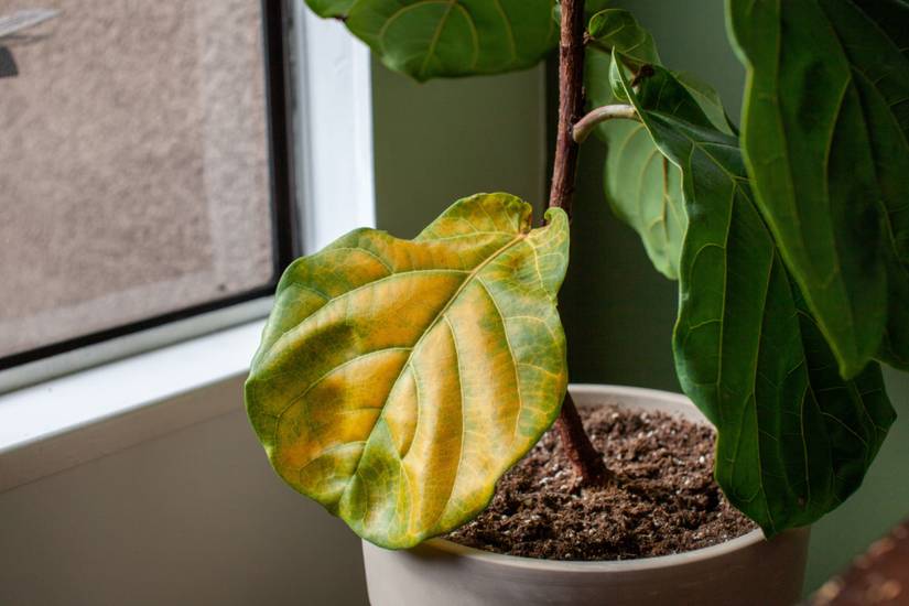 7 Reasons Your Fiddle Leaf Fig Leaves Are Drooping