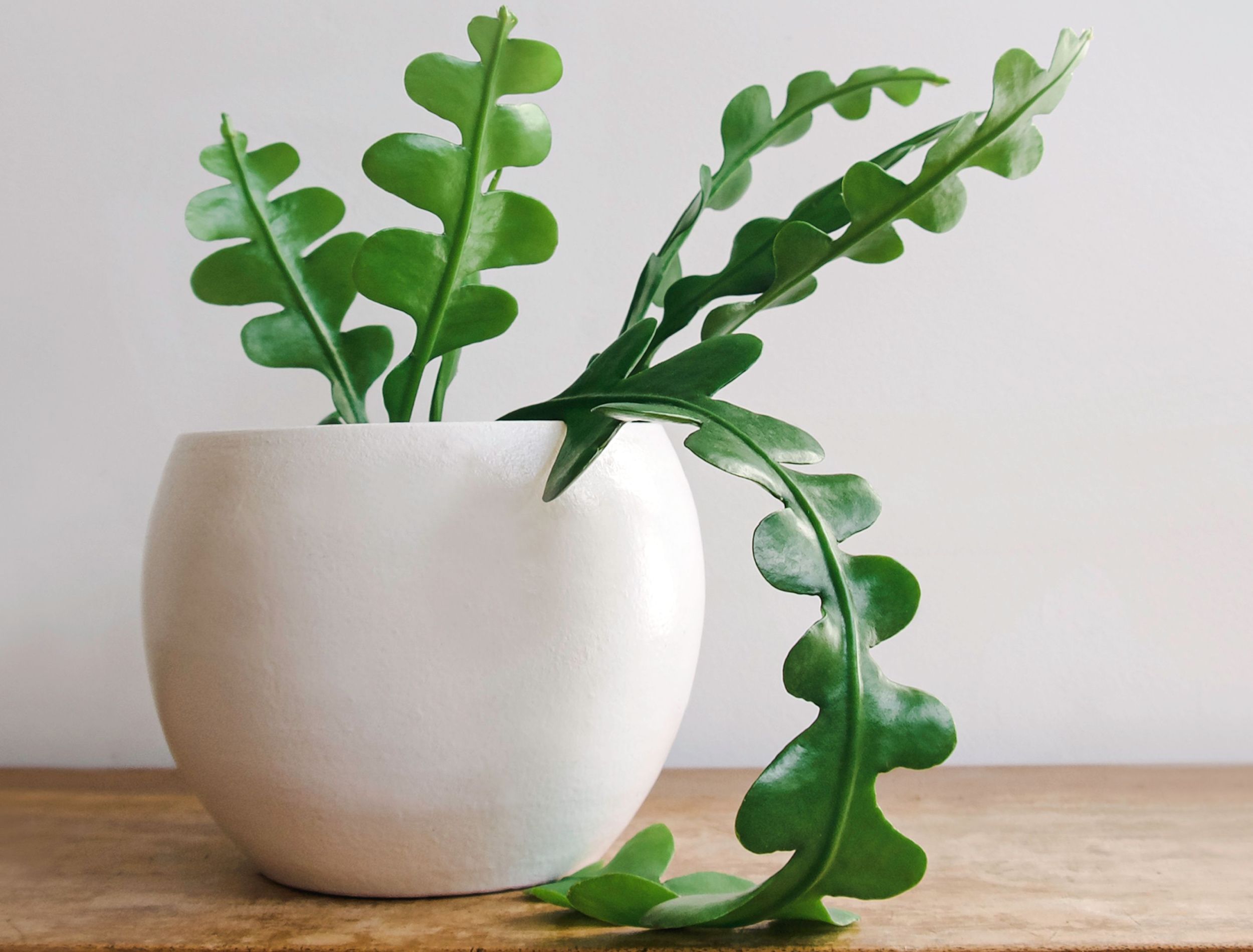Fishbone Cactus: Care Guide For Your Houseplant