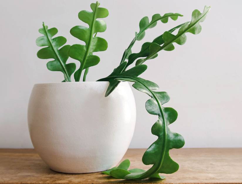 calathea burle marx 6