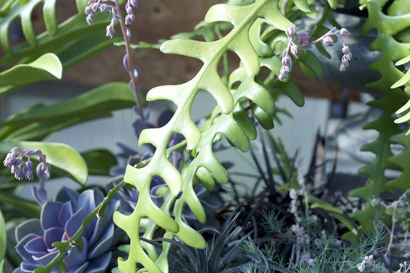 Fishbone Cactus: Care Guide For Your Houseplant