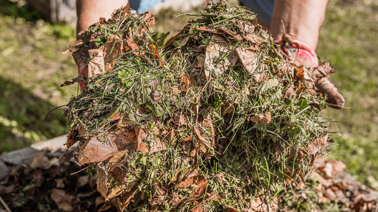 Can You Compost Diseased Plants?