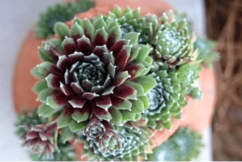 6 Best Plants That Can Grow on Rocks