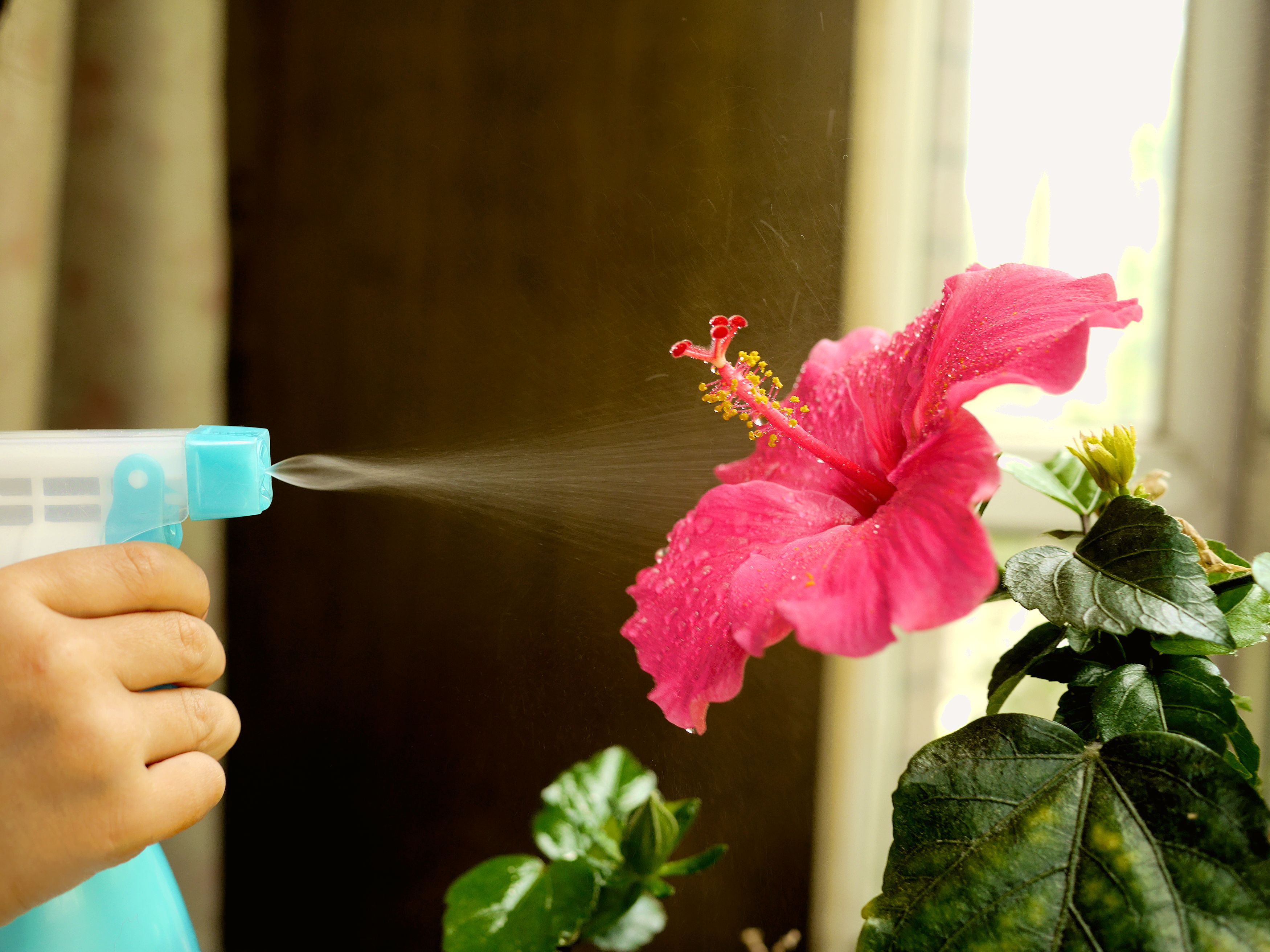 Why You Should Add Coffee Grounds to Your Hibiscus