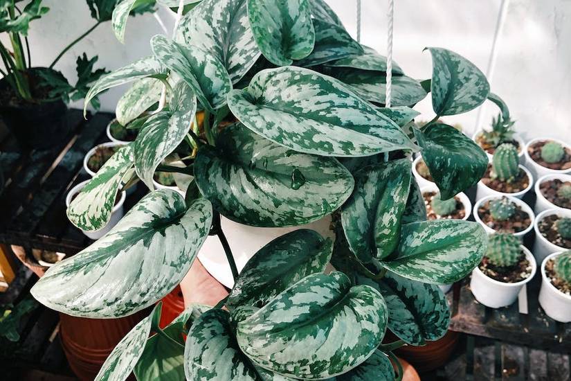 Satin Pothos Care Guide: 6 Top Tips For Caring For Your Pothos Plant