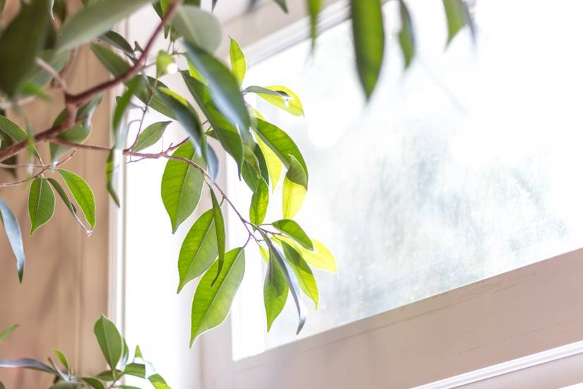 Guide to Using Natural Light For Your Houseplants