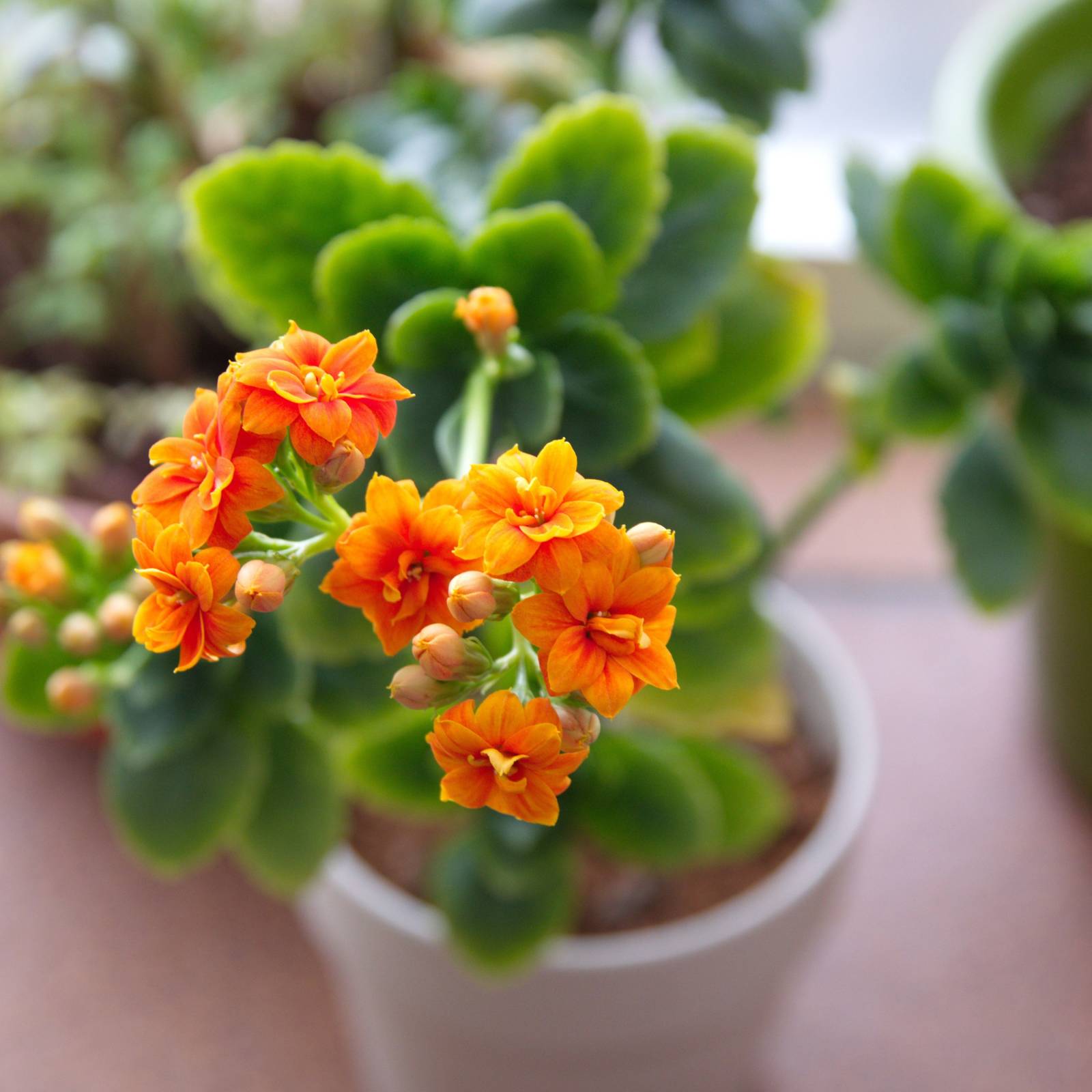 8 Reasons Your Kalanchoe Is Leggy